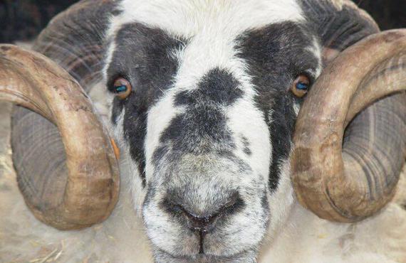 Praktivet scottish blackface