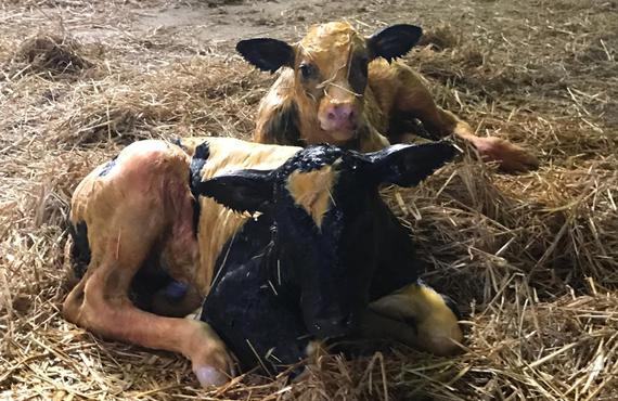 Praktivet tweeling rund