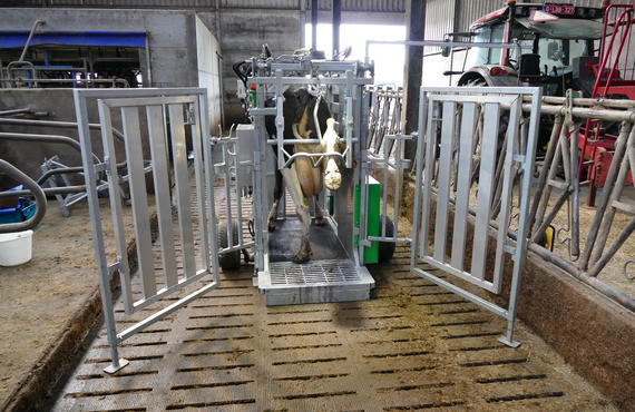 Praktivet klauwbehandelbox