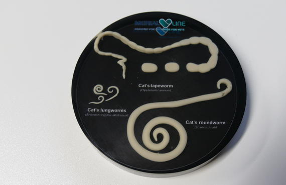 Praktivet wormen kat