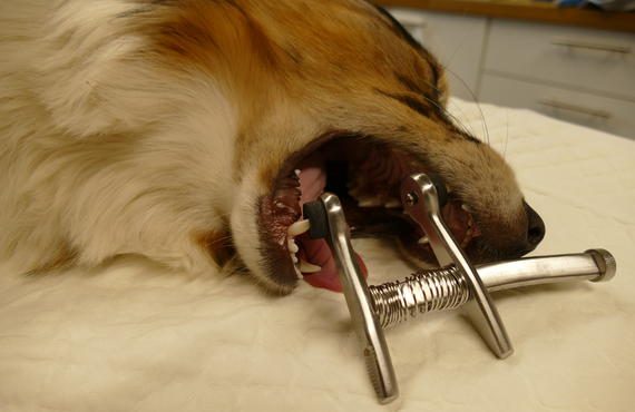 Praktivet tandverzorging hond