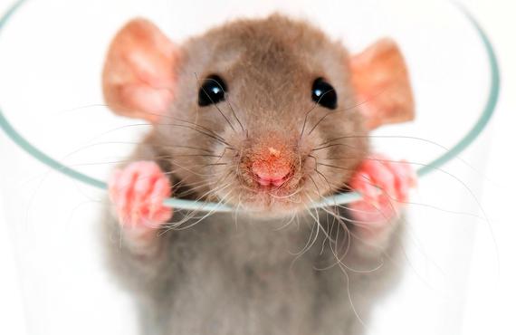 Praktivet muis rat