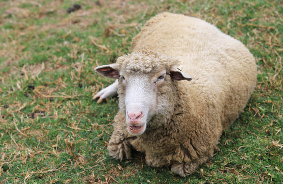 Praktivet vaccinatie schapen