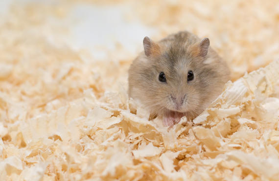 Praktivet hamster