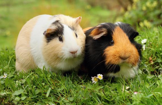 praktivet cavia