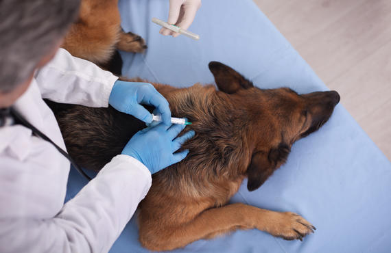 Praktivet honden vaccinatie 