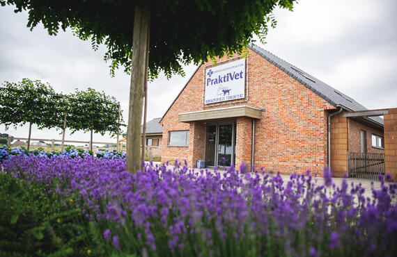 foto kleine huisdieren